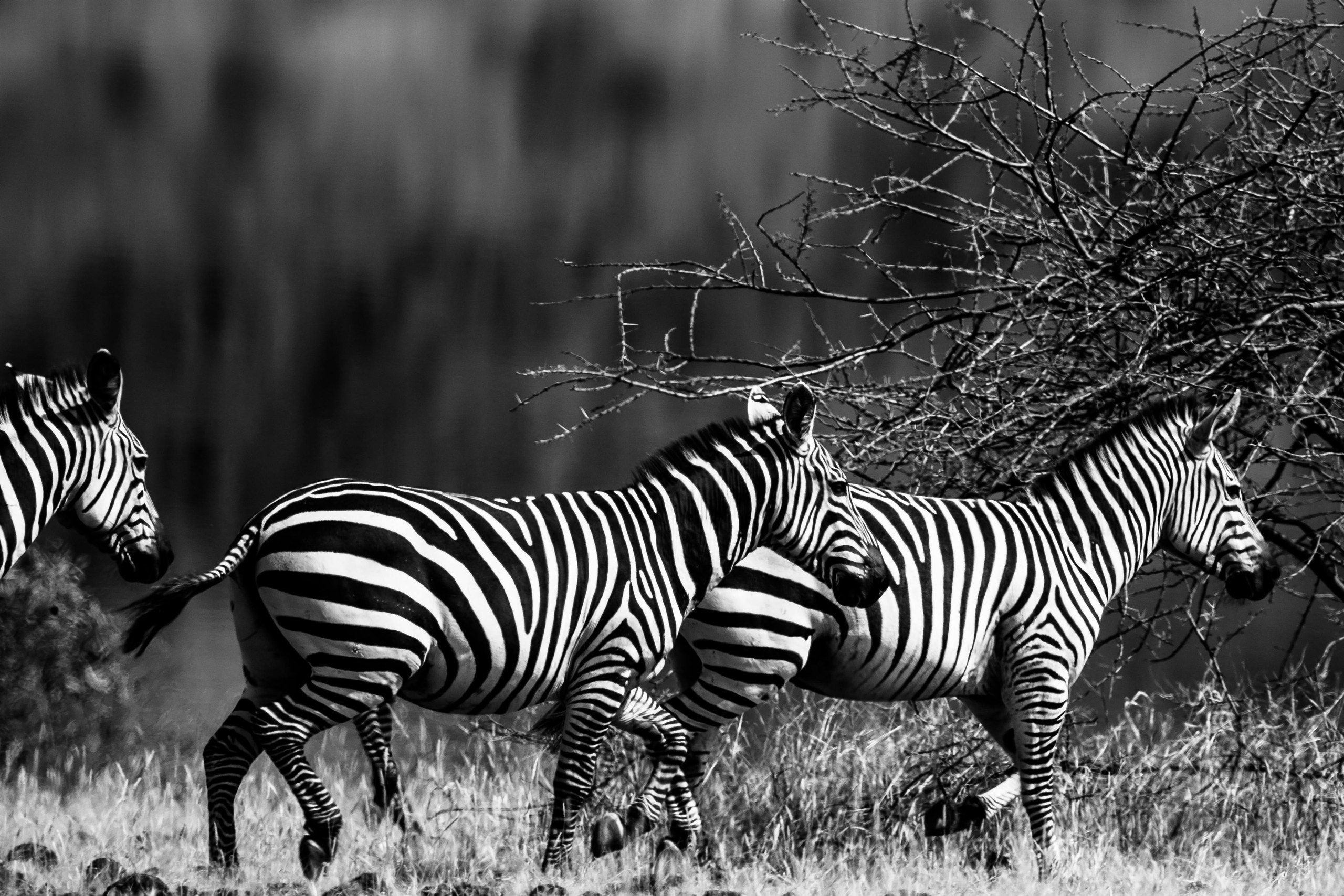 Ol-Pejeta-Galerie 4